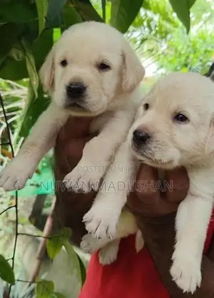 Labrador Dog