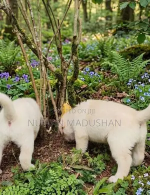 Labrador Dog