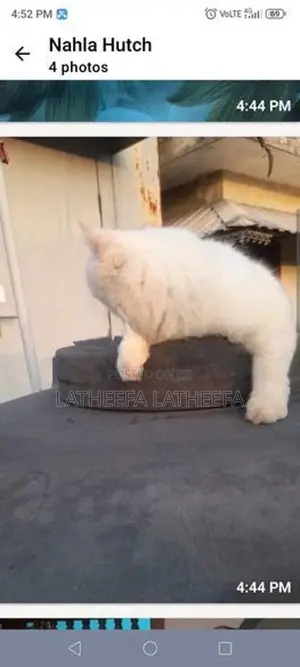 Persian Cat