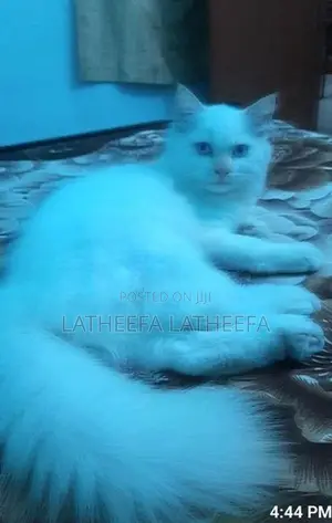 Persian Cat