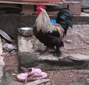 Banton කුකුළන්
