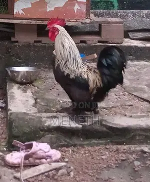 Banton කුකුළන්