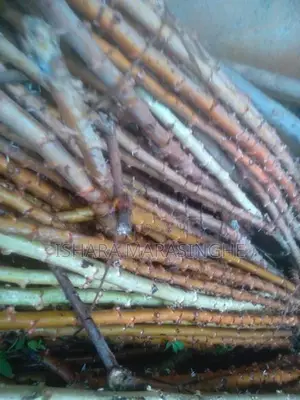 මඤ්ඤොක්කා දඩු