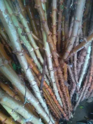 මඤ්ඤොක්කා දඩු