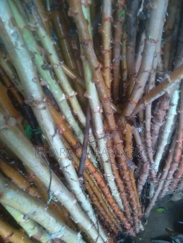 මඤ්ඤොක්කා දඩු