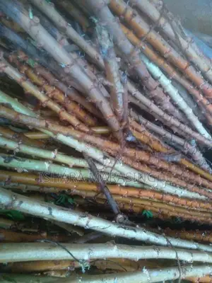 මඤ්ඤොක්කා දඩු