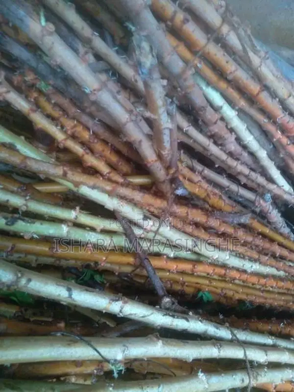 මඤ්ඤොක්කා දඩු