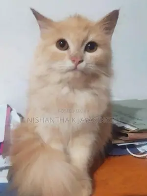 Persian Cat