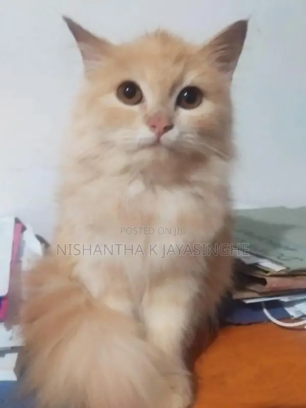 Persian Cat