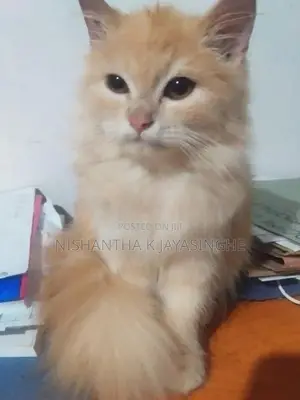 Persian Cat