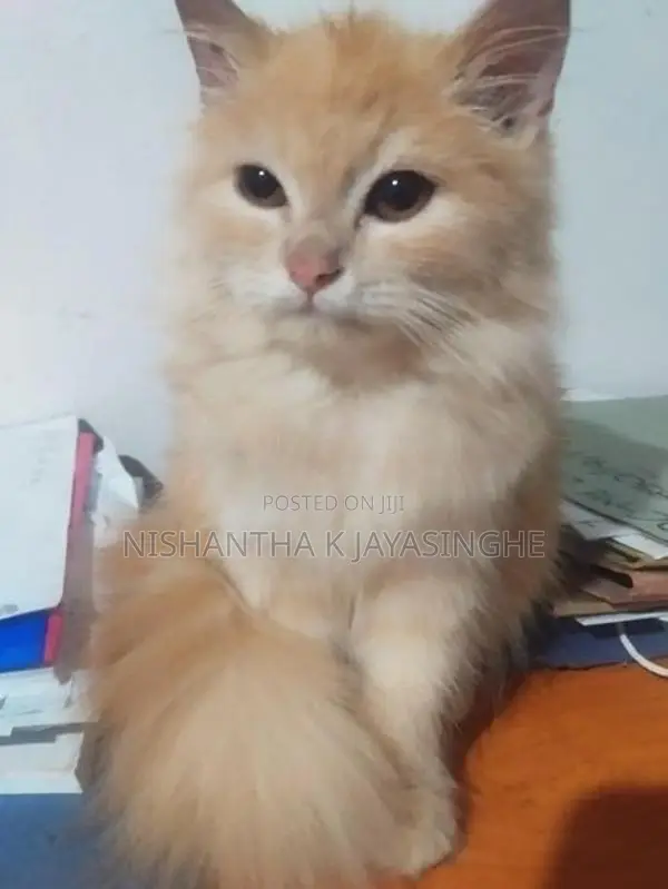Persian Cat