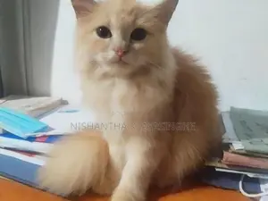 Persian Cat