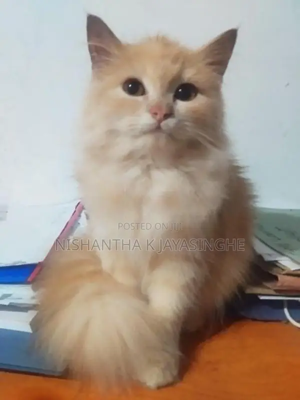 Persian Cat