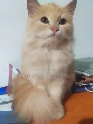 Persian Cat