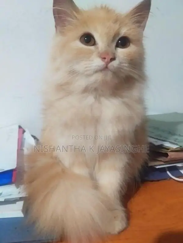 Persian Cat