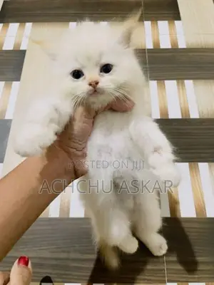 Persian Cat (Doll Face)