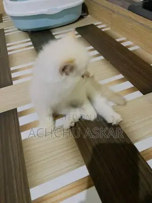 Persian Cat (Doll Face)