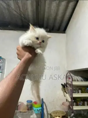 Persian Cat (Doll Face)