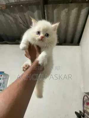 Persian Cat (Doll Face)