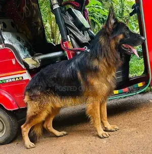 German Shepherd Dog