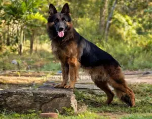 German Shepherd Dog