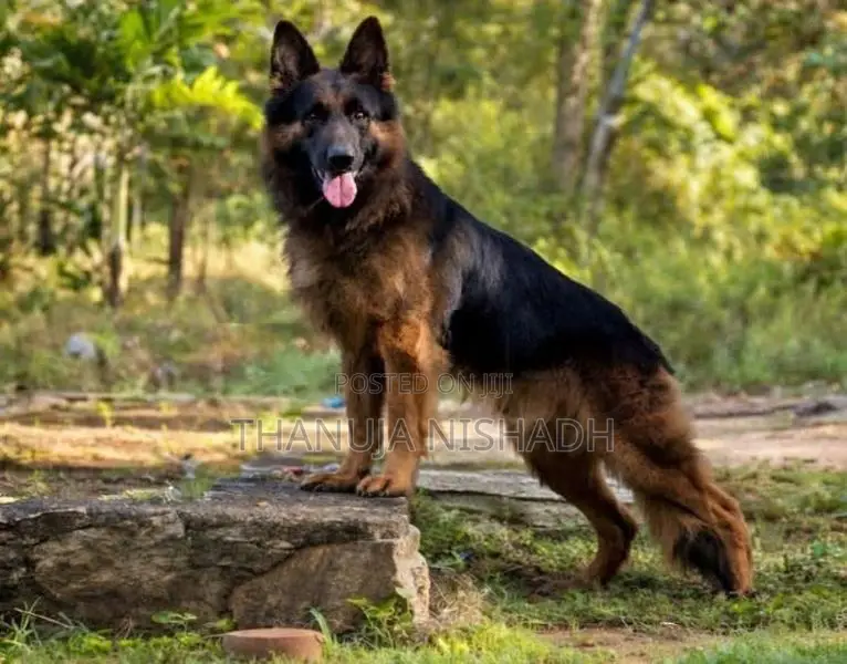 German Shepherd Dog