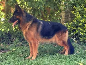 German Shepherd Dog