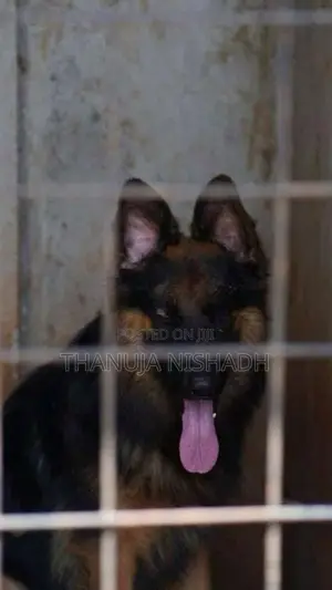 German Shepherd Dog