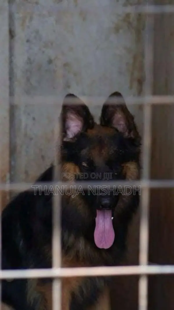 German Shepherd Dog