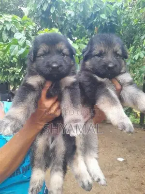 Lion German Shepherd Puppies
