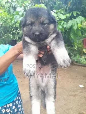 Lion German Shepherd Puppies