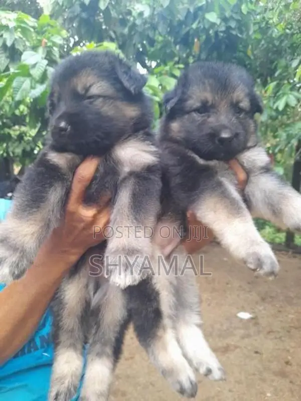 Lion German Shepherd Puppies