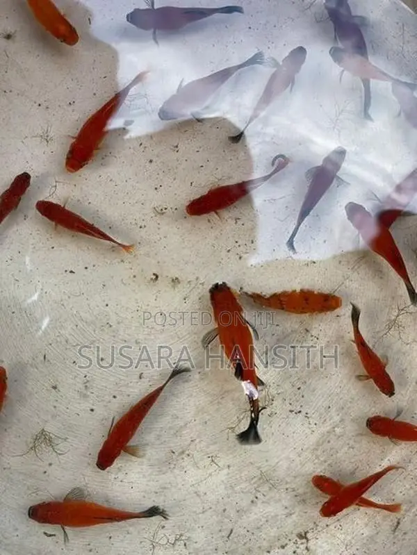 Platy With Sword Tail