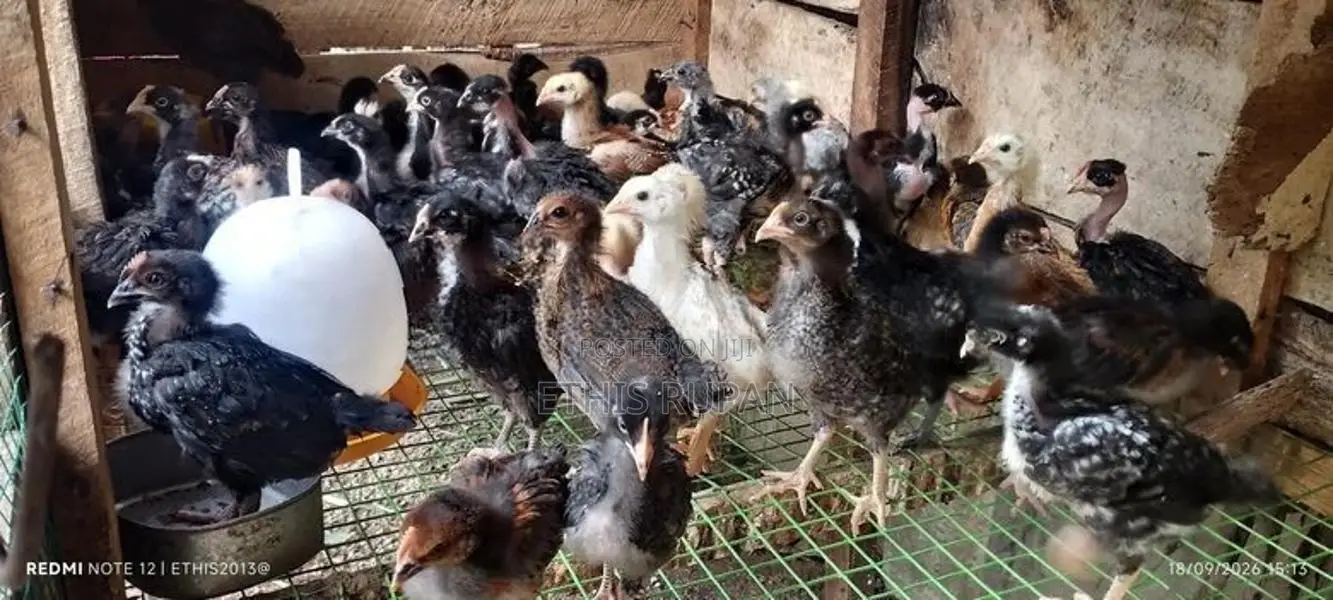 நாட்டுக்கோழி குஞ்சுகள்