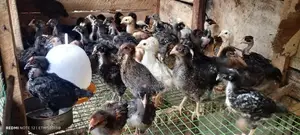 நாட்டுக்கோழி குஞ்சுகள்