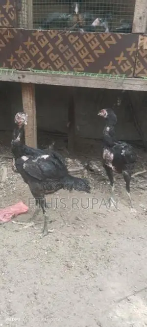 நாட்டுக்கோழி குஞ்சுகள்