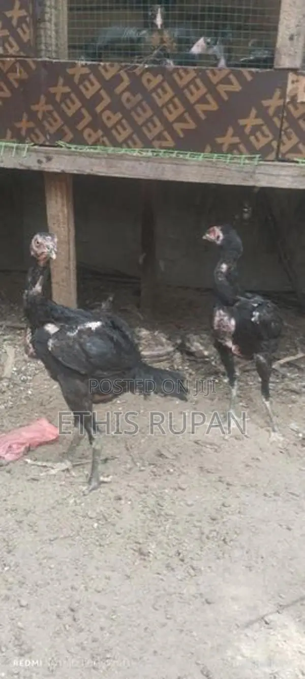 நாட்டுக்கோழி குஞ்சுகள்