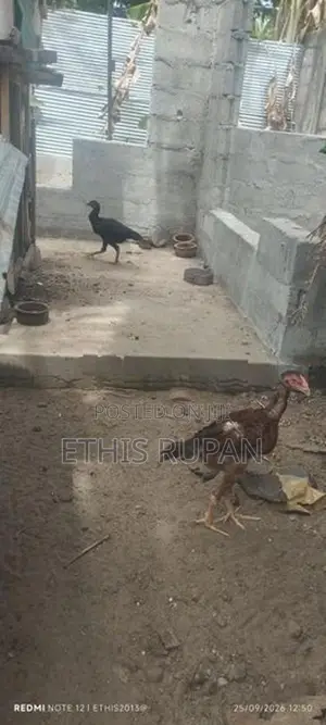 நாட்டுக்கோழி குஞ்சுகள்
