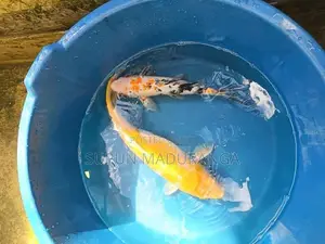 Carp Fish