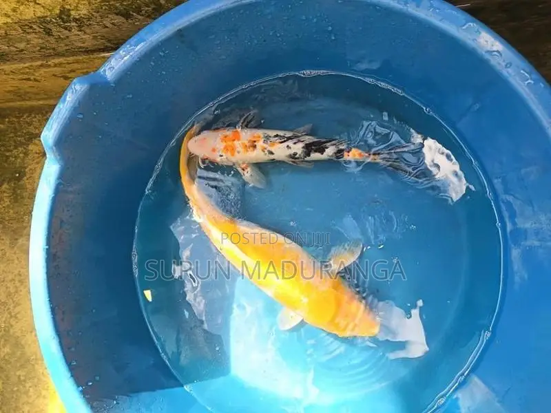 Carp Fish