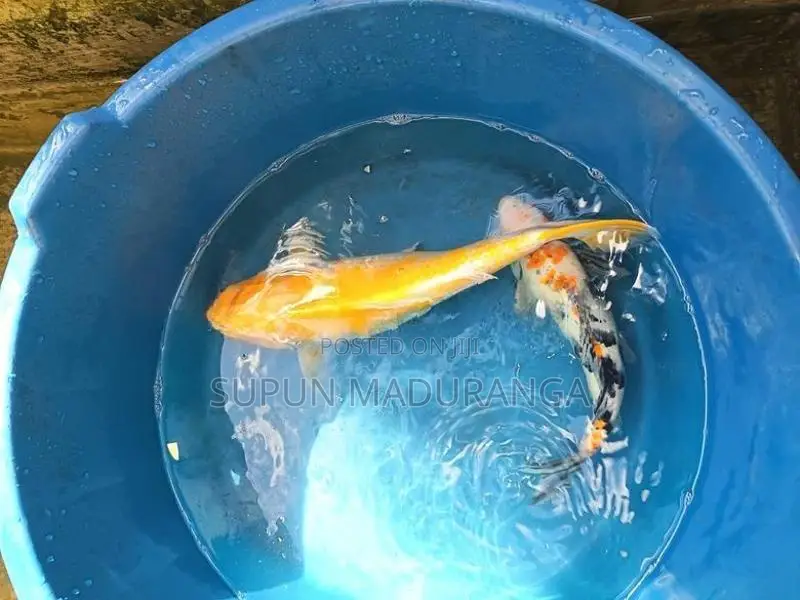Carp Fish