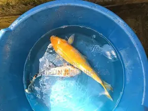 Carp Fish