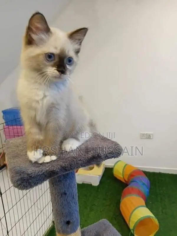 Persian Kittens