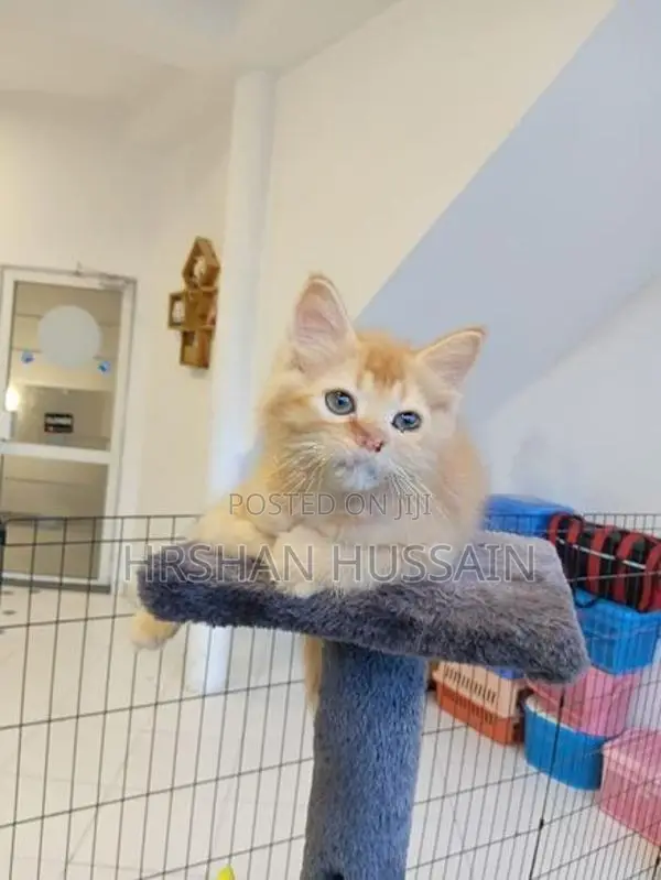 Persian Kittens