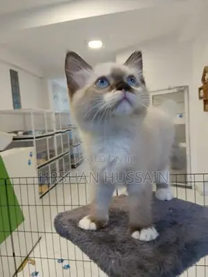 Persian Kittens