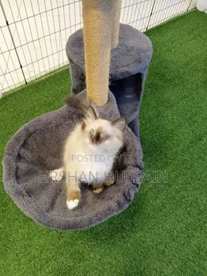 Persian Kittens