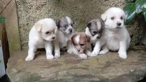 Tibetan Terrier Purebred
