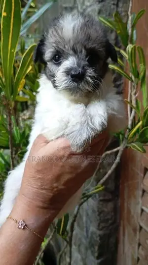 Tibetan Terrier Purebred