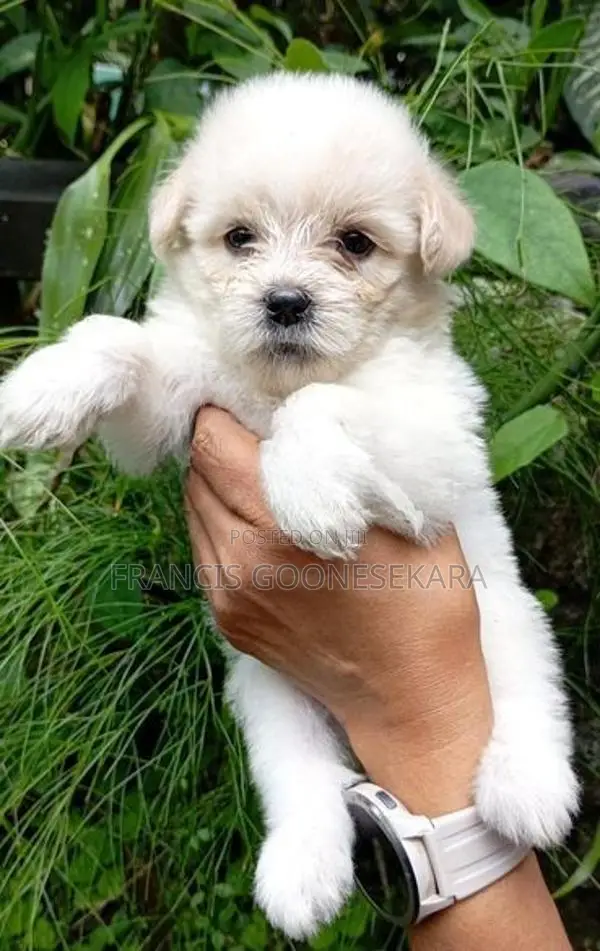 Tibetan Terrier Purebred