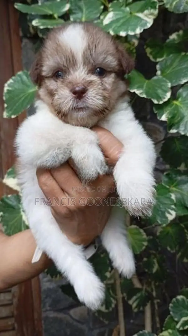 Tibetan Terrier Purebred